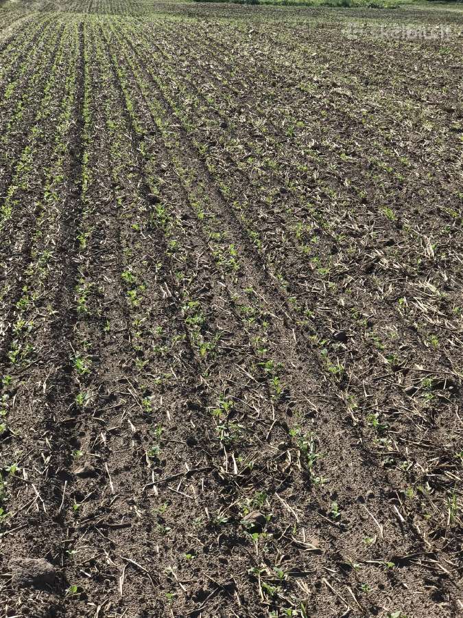 Strip-till rapsų sėjos paslauga - nuotraukos Nr. 6