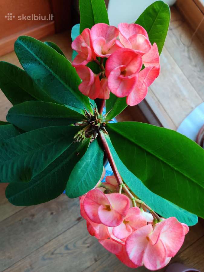 Kambarinė gėlė"euphorbia marginata". - nuotraukos Nr. 3