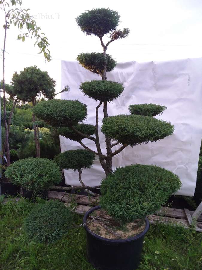 Bonsai - nuotraukos Nr. 8