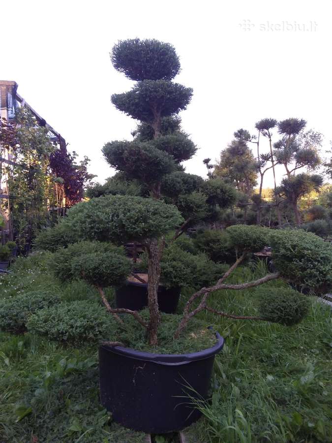 Bonsai - nuotraukos Nr. 4