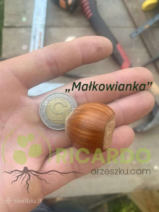 Lazdynų sodinukai, Lazdyno sodinukai, riešutai - nuotraukos Nr. 14