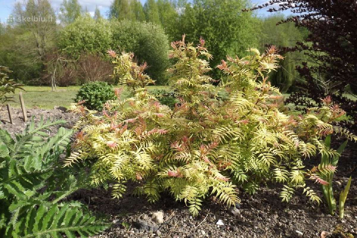 Sorbaria sorbifolia (Šermukšnialapė lanksvūnė) - nuotraukos Nr. 3