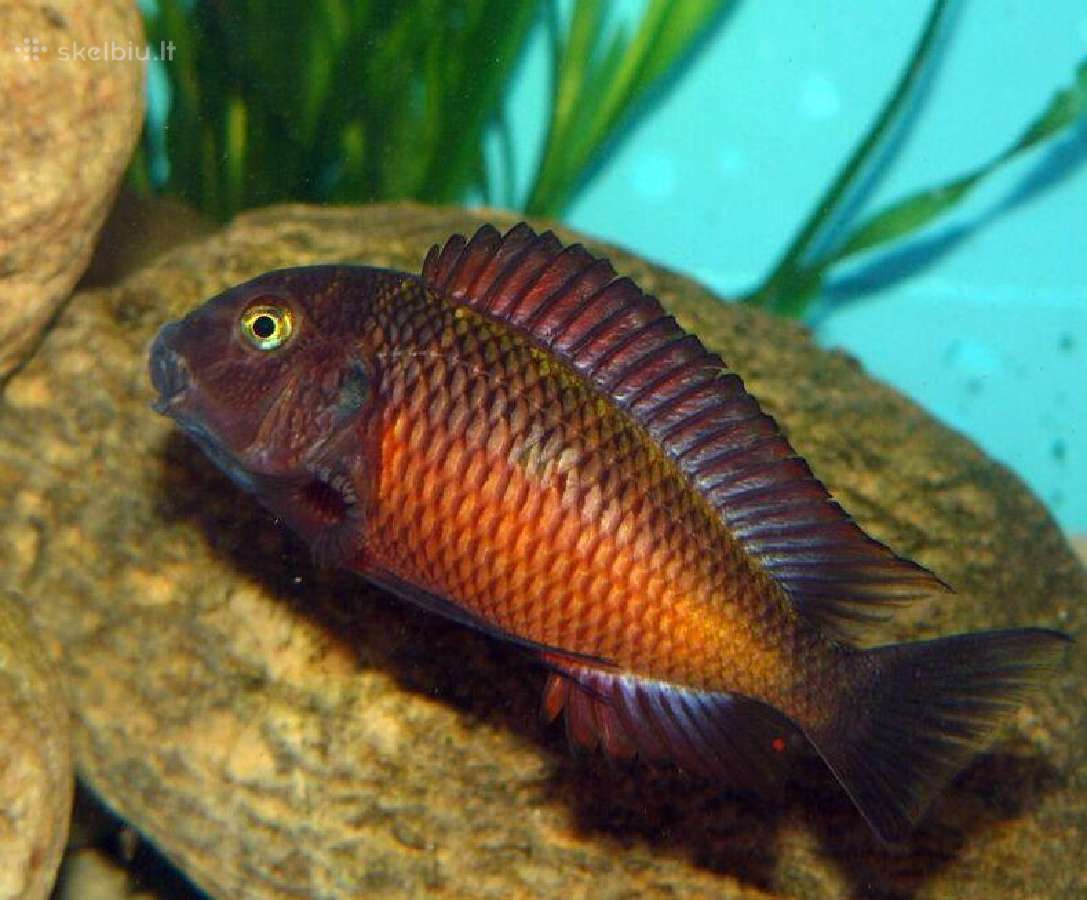 Zuvys. Akvariumas, Sportininku 5, Klaipeda