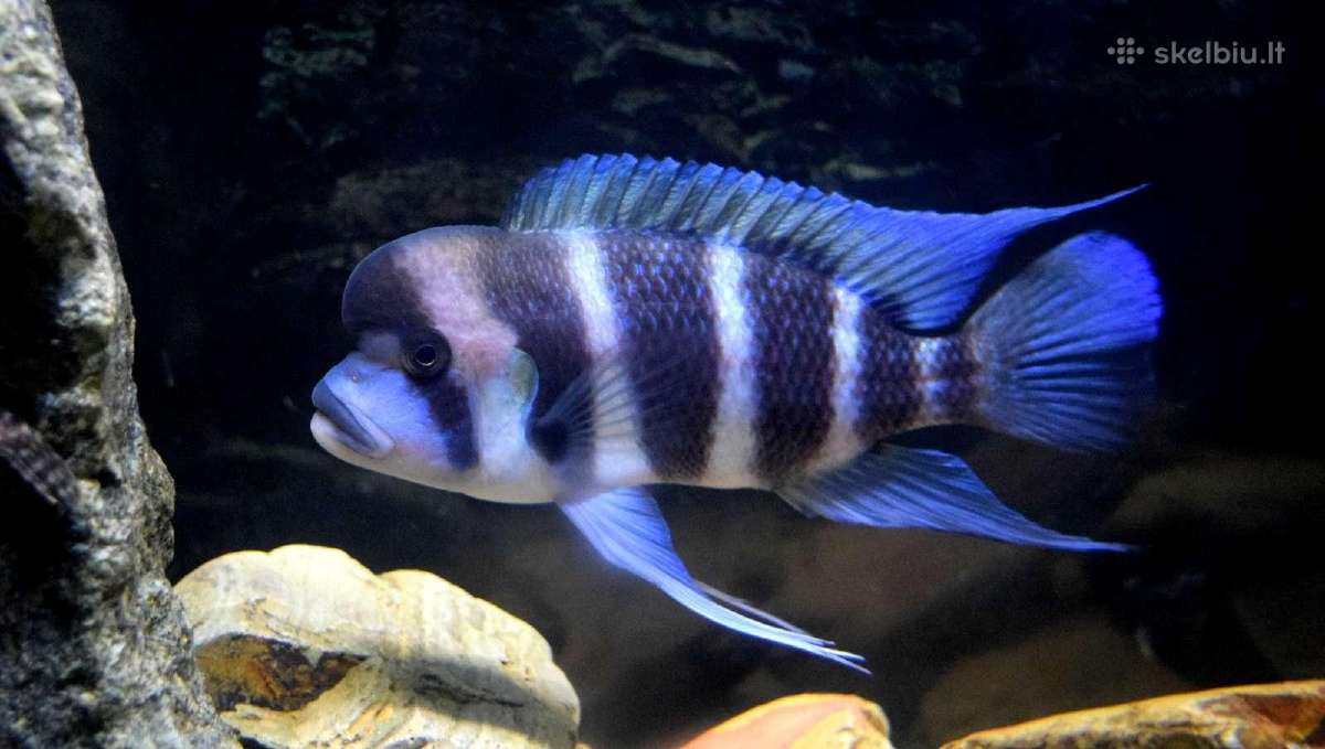 Zuvys. Akvariumas, Sportininku 5, Klaipeda - nuotraukos Nr. 5