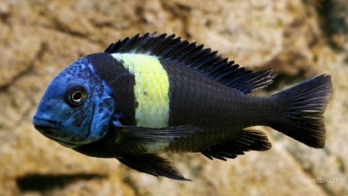 Zuvys. Akvariumas, Sportininku 5, Klaipeda - nuotraukos Nr. 7