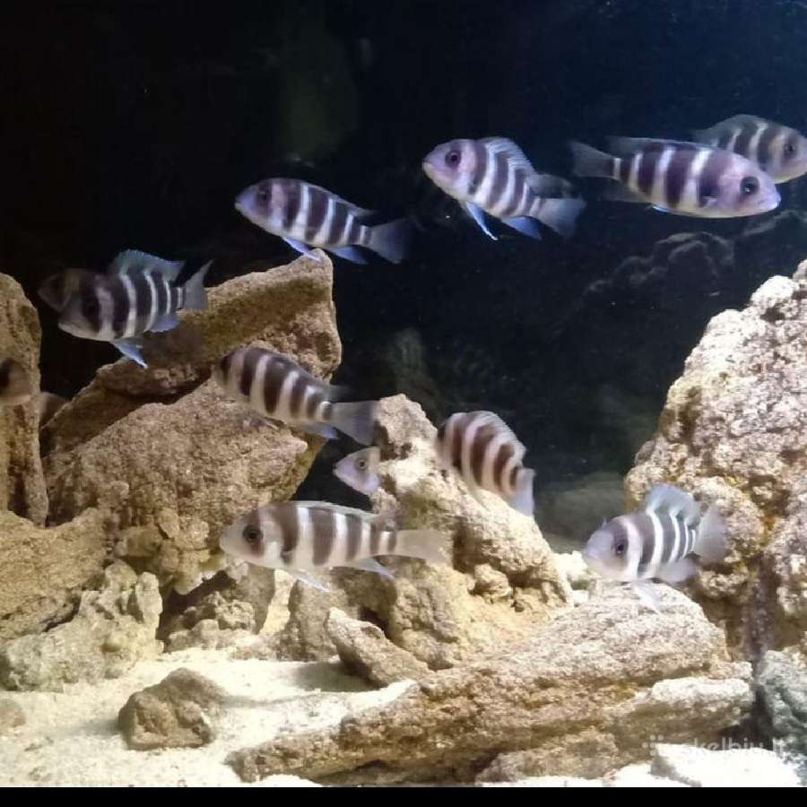 Zuvys. Akvariumas, Sportininku 5, Klaipeda - nuotraukos Nr. 9
