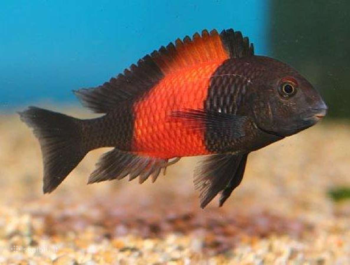 Zuvys. Akvariumas, Sportininku 5, Klaipeda - nuotraukos Nr. 4