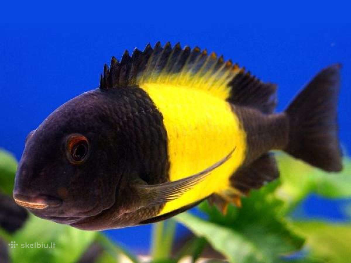 Zuvys. Akvariumas, Sportininku 5, Klaipeda - nuotraukos Nr. 3