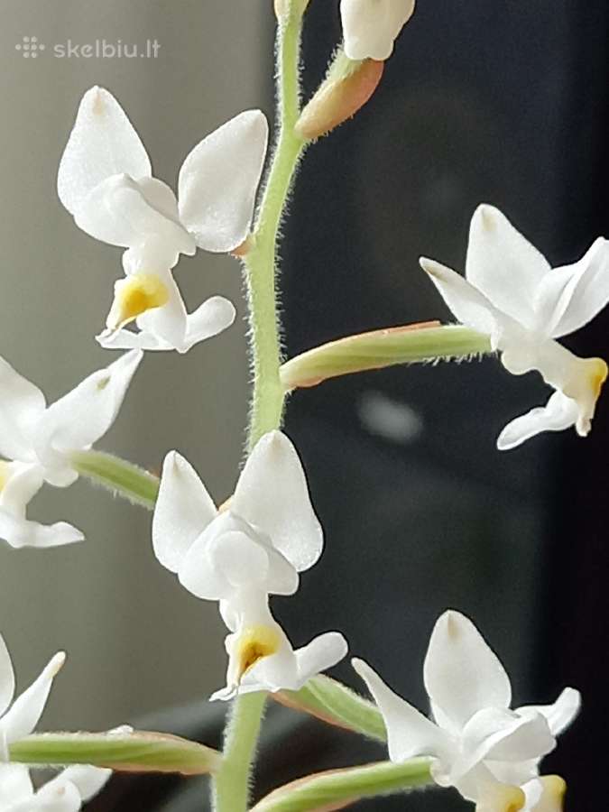 Ludisija discolor-orchidėja - nuotraukos Nr. 11