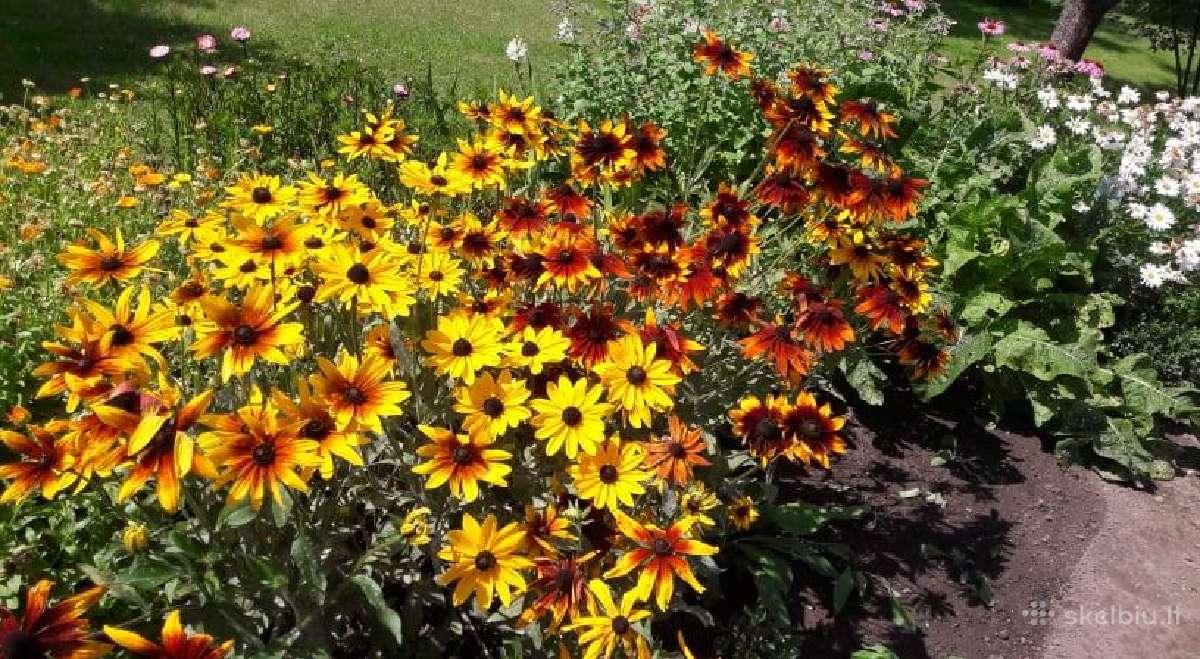 Melsve,rudbekija, silinge,ramune,vilkdalgiai