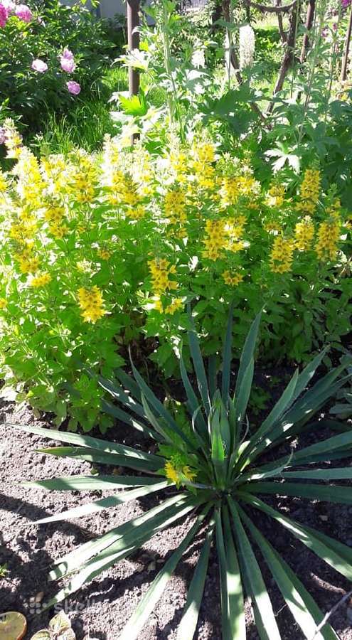 Melsve,rudbekija, silinge,ramune,vilkdalgiai - nuotraukos Nr. 2