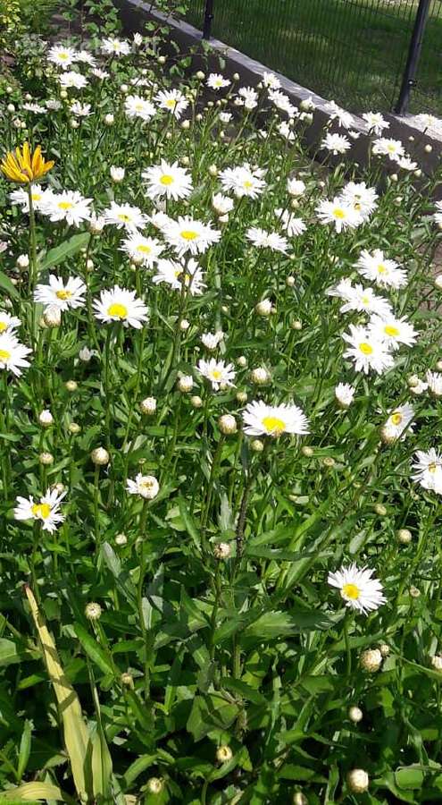 Melsve,rudbekija, silinge,ramune,vilkdalgiai - nuotraukos Nr. 3