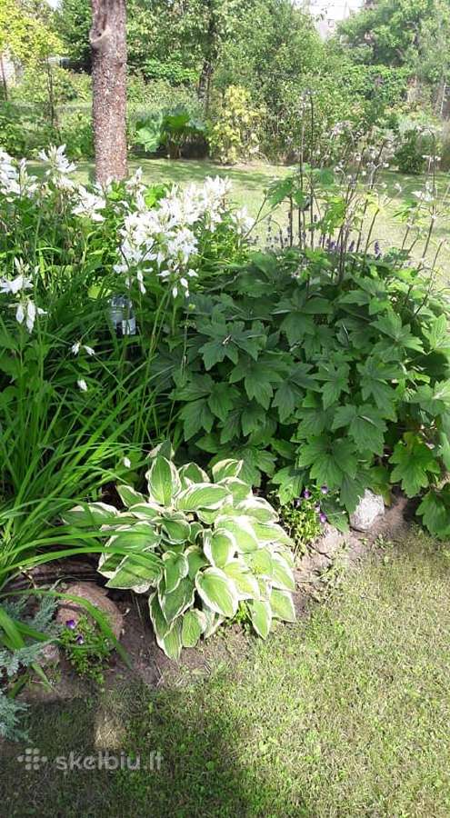 Melsve,rudbekija, silinge,ramune,vilkdalgiai - nuotraukos Nr. 6