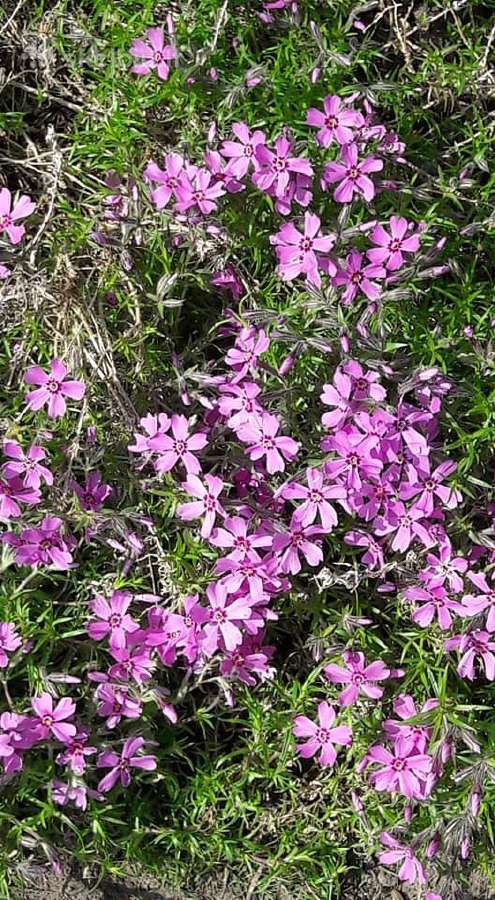 Melsve,rudbekija, silinge,ramune,vilkdalgiai - nuotraukos Nr. 7