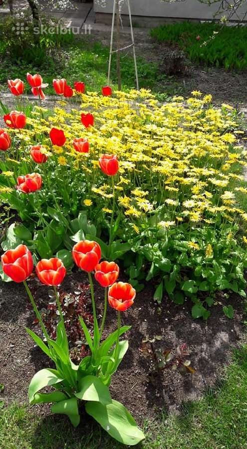 Melsve,rudbekija, silinge,ramune,vilkdalgiai - nuotraukos Nr. 8