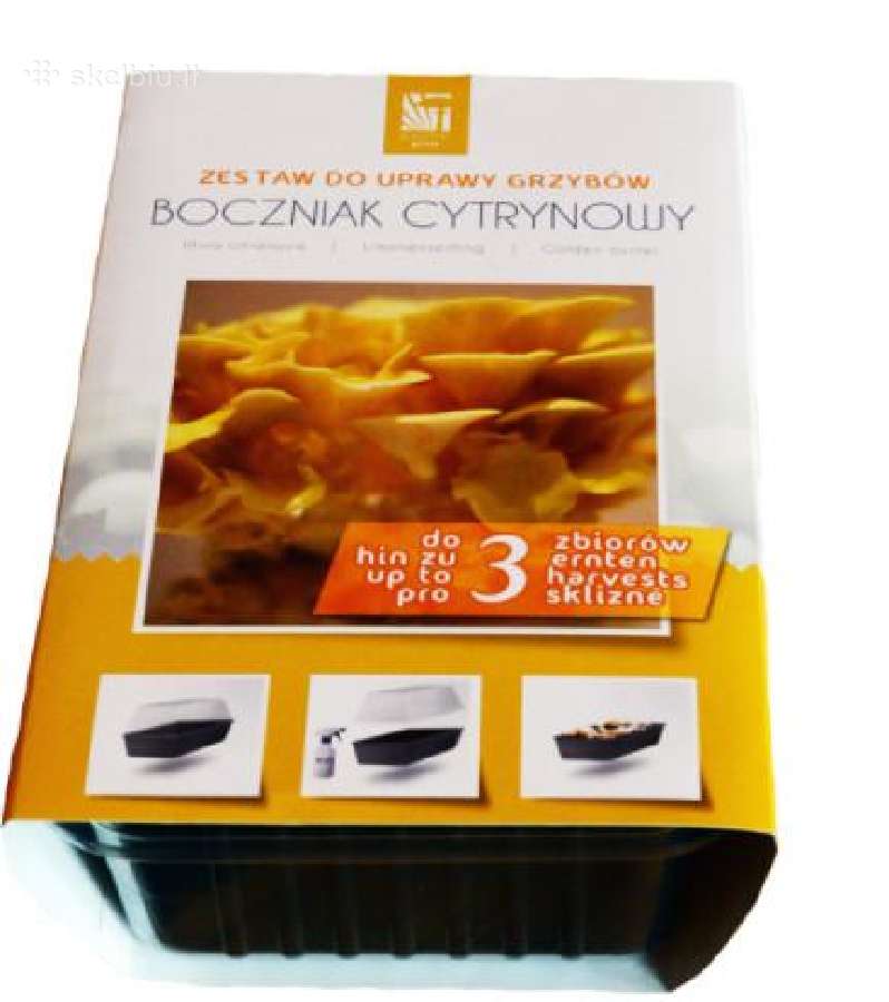 Citrininė kreivabudė Paruošta pakuotė auginimui - nuotraukos Nr. 4