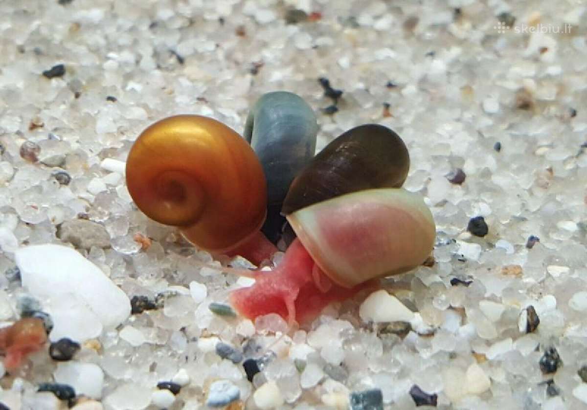 Spalvotos akvariumo sraiges - nuotraukos Nr. 4