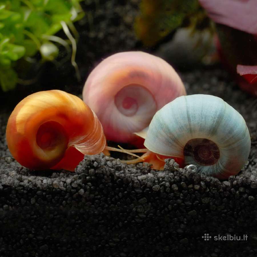 Spalvotos akvariumo sraiges