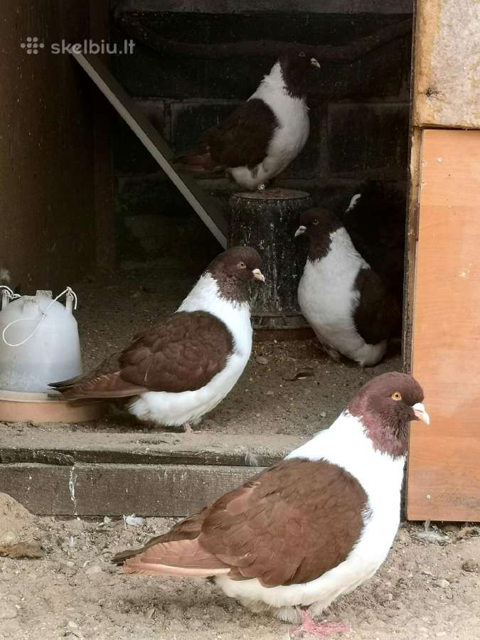 Balandžiai capucinai, jakubinai, karakuliniai - nuotraukos Nr. 5