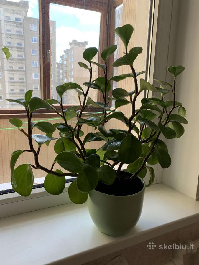Peperomia obtusifolia - nuotraukos Nr. 2