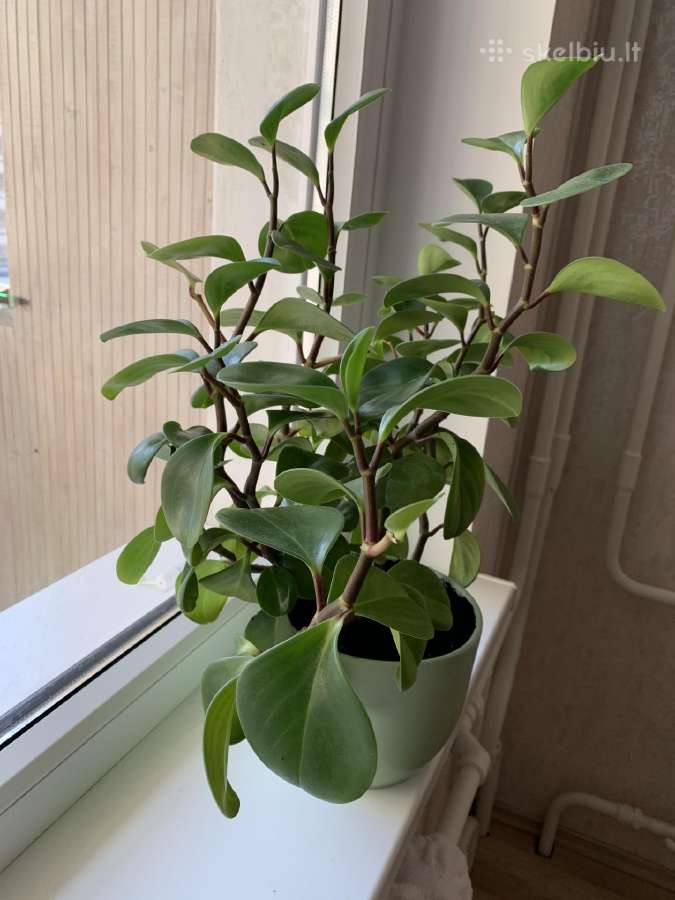 Peperomia obtusifolia