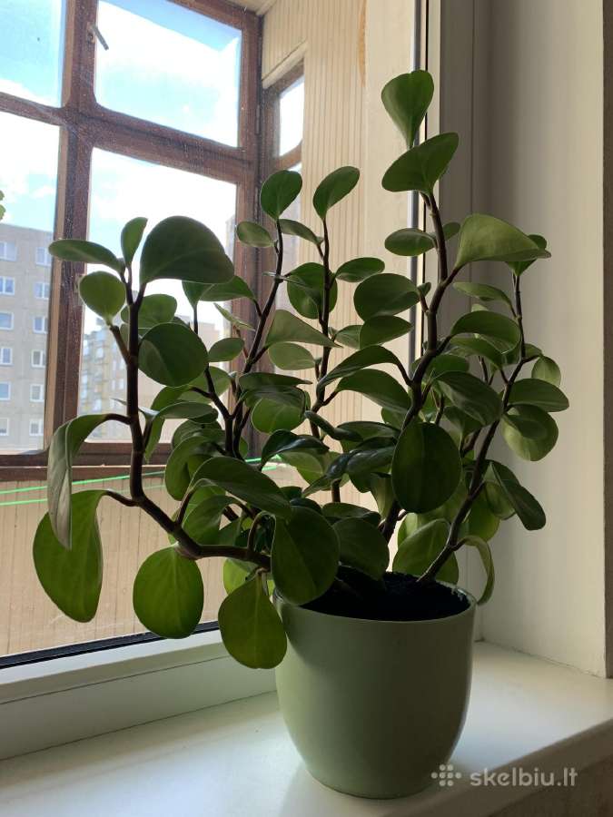 Peperomia obtusifolia - nuotraukos Nr. 4