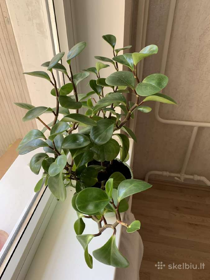 Peperomia obtusifolia - nuotraukos Nr. 3
