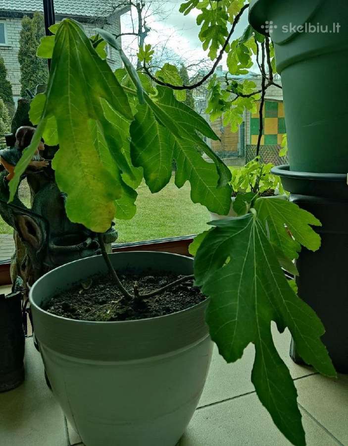 Figmedžiai (Fig Trees) pavasario akcija! - nuotraukos Nr. 8