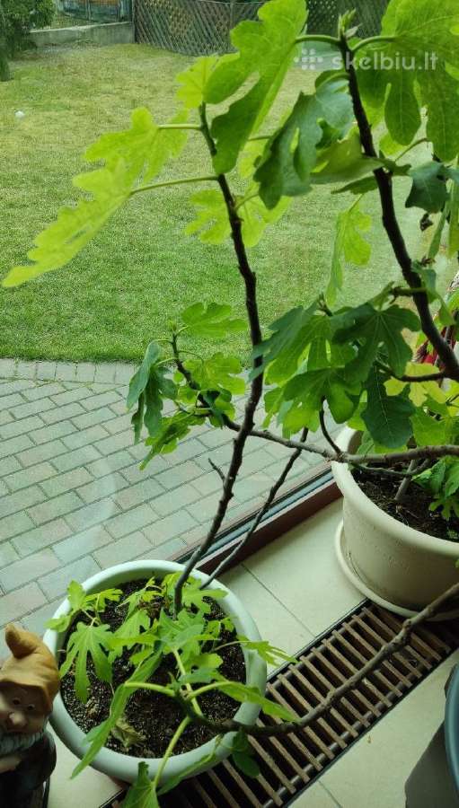 Figmedžiai (Fig Trees) pavasario akcija! - nuotraukos Nr. 9