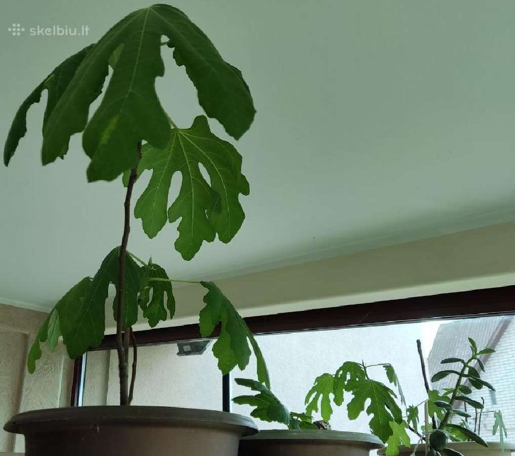 Figmedžiai (Fig Trees) pavasario akcija! - nuotraukos Nr. 10