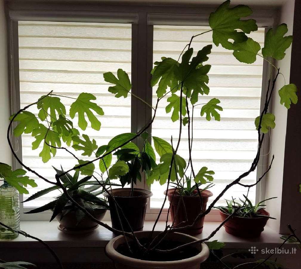 Figmedžiai (Fig Trees) pavasario akcija! - nuotraukos Nr. 11