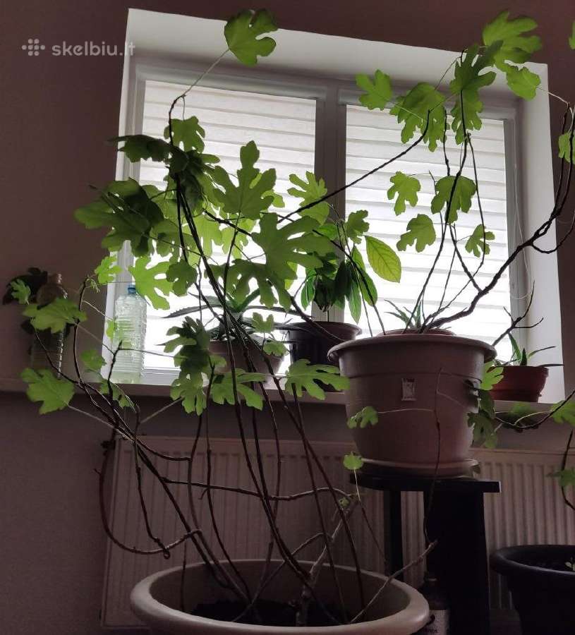 Figmedžiai (Fig Trees) pavasario akcija! - nuotraukos Nr. 12