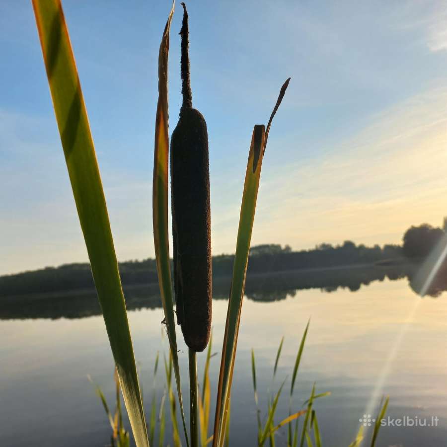 Sodybos ir baidarių nuoma Alytaus rajone - nuotraukos Nr. 33