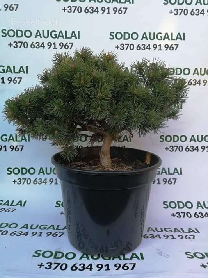 Vaismedžiai,vaiskrūmiai - nuotraukos Nr. 9