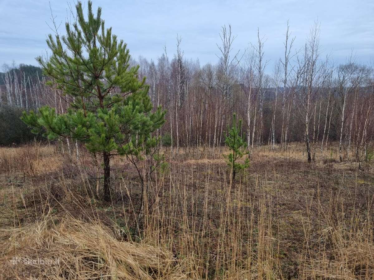 36 a. sklypas statybai arba ūkiui, Elektrėnų sav. - nuotraukos Nr. 11