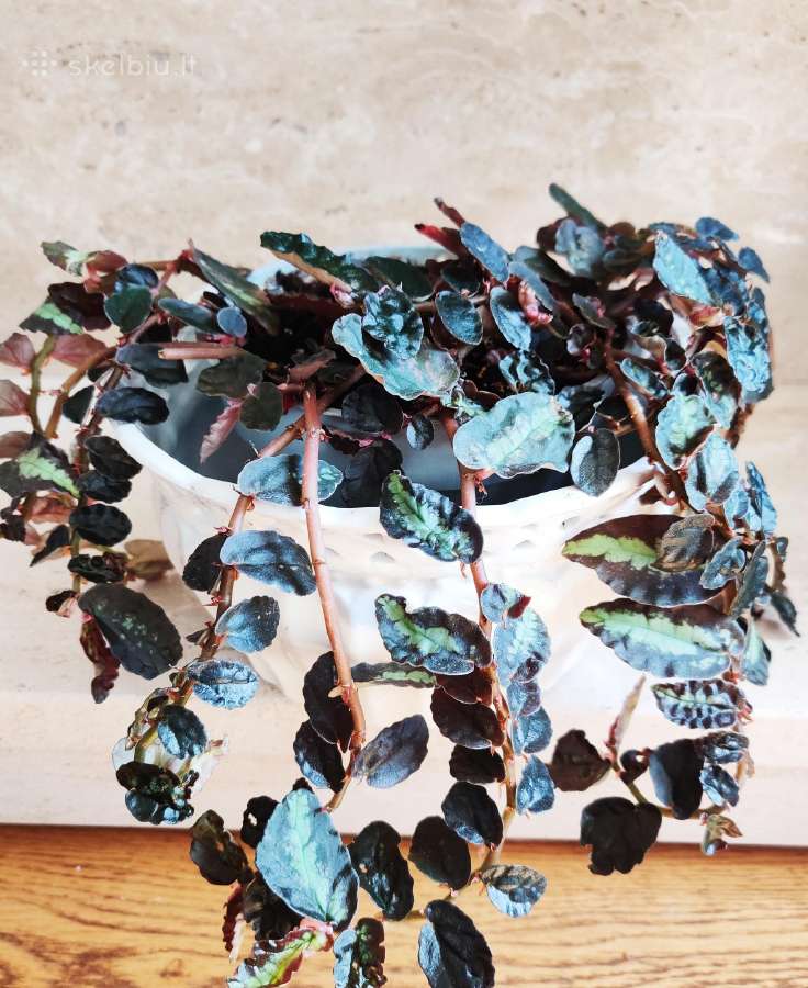 Kambarinė gėlė"pellionia repens". - nuotraukos Nr. 2