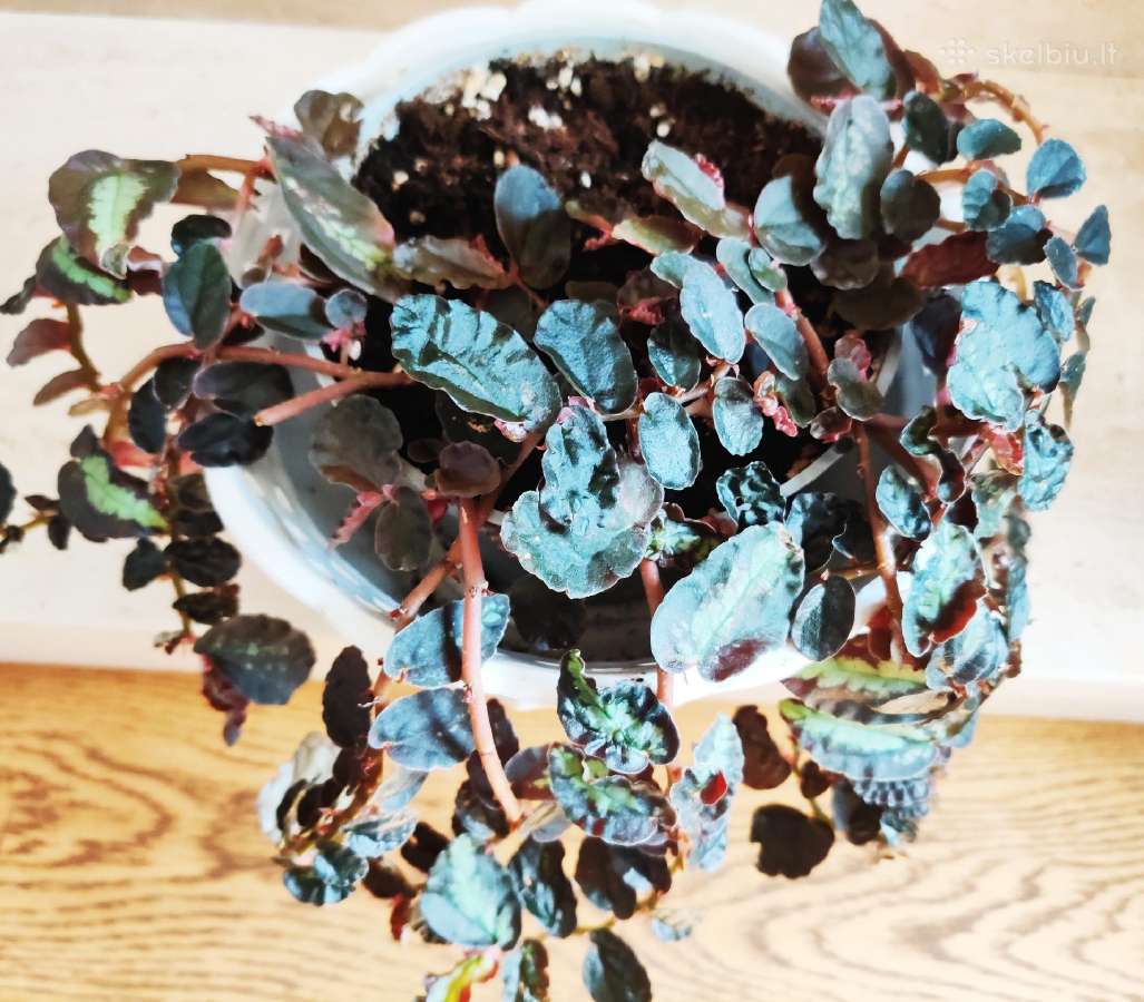 Kambarinė gėlė"pellionia repens". - nuotraukos Nr. 4