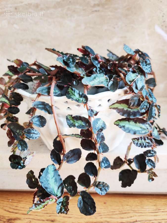 Kambarinė gėlė"pellionia repens". - nuotraukos Nr. 5