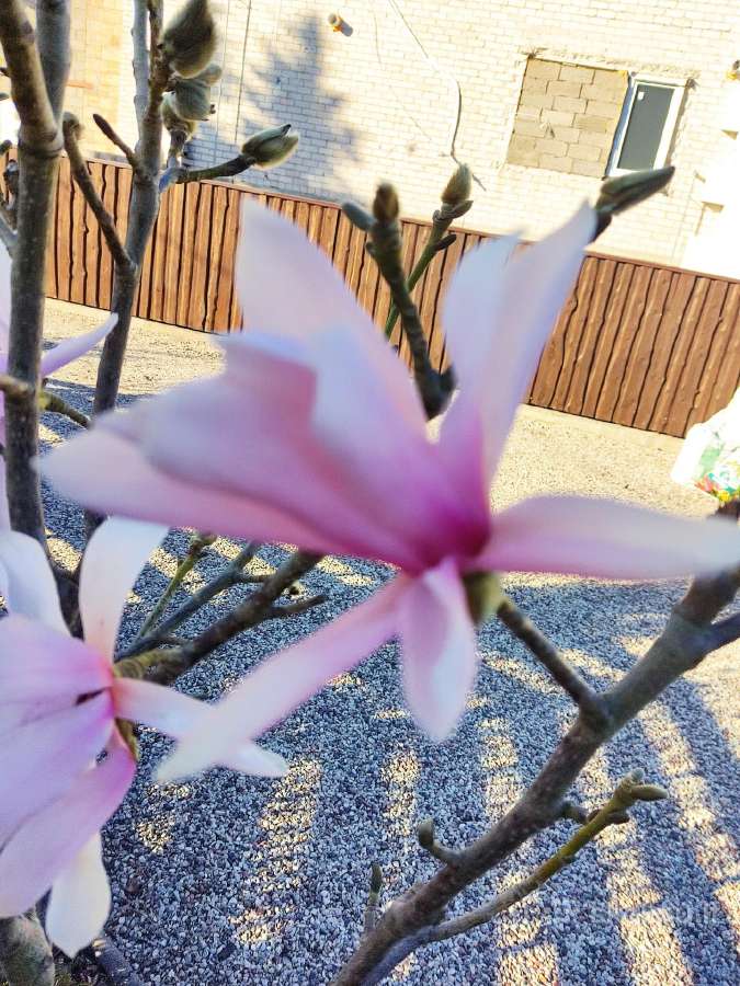 Magnolijos , azalijos, rododendrai - nuotraukos Nr. 3