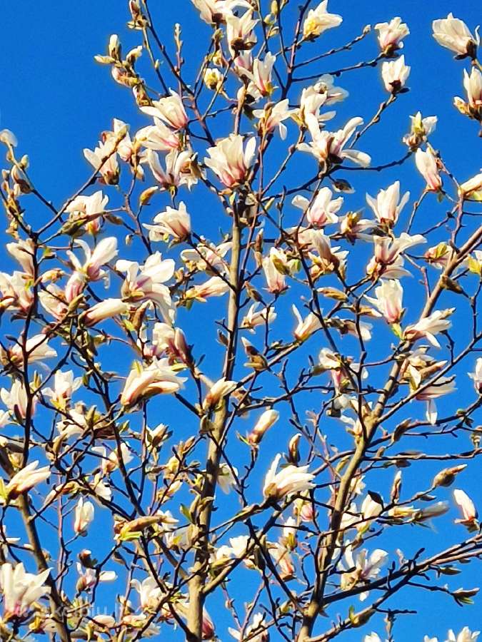 Magnolijos , azalijos, rododendrai - nuotraukos Nr. 2