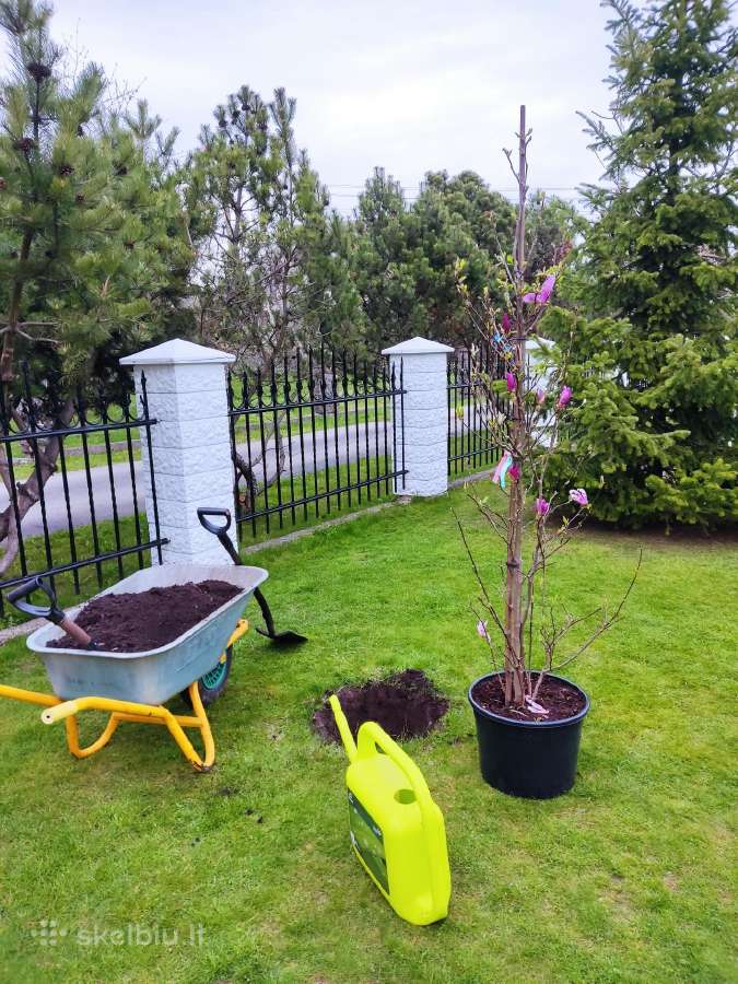 Magnolijos , azalijos, rododendrai - nuotraukos Nr. 5