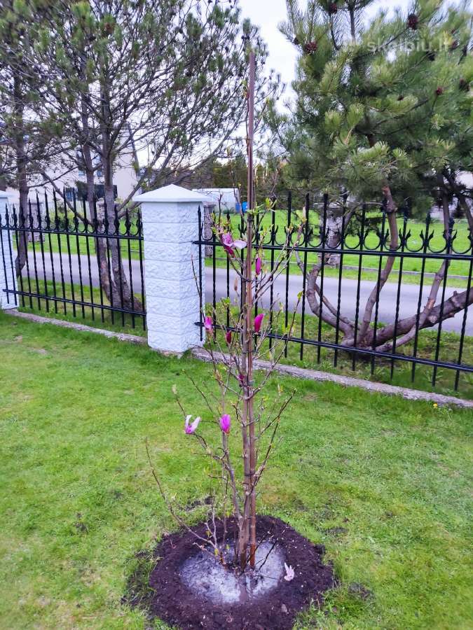 Magnolijos , azalijos, rododendrai - nuotraukos Nr. 6