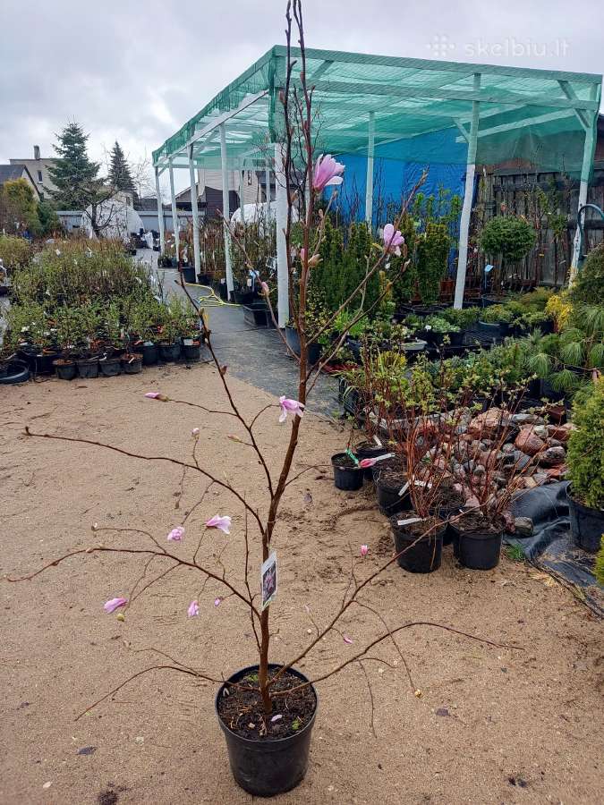 Magnolijos , azalijos, rododendrai - nuotraukos Nr. 10