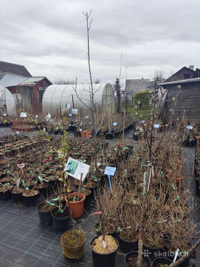 Magnolijos , azalijos, rododendrai - nuotraukos Nr. 11
