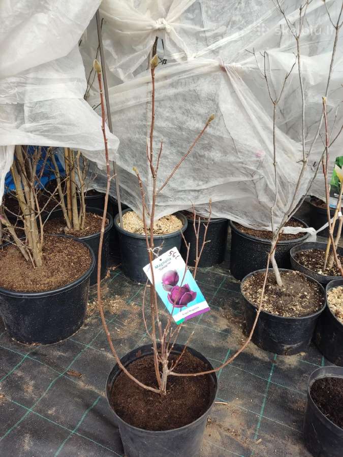 Magnolijos , azalijos, rododendrai - nuotraukos Nr. 8
