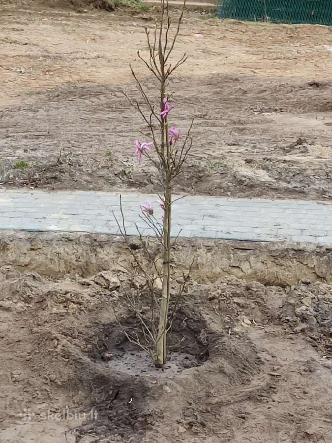 Magnolijos , azalijos, rododendrai - nuotraukos Nr. 13