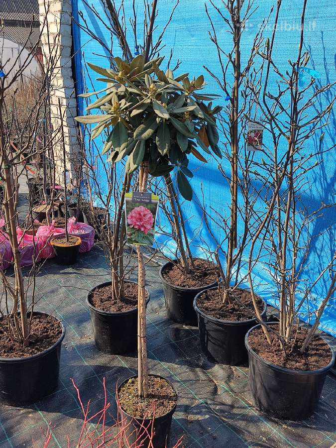 Magnolijos , azalijos, rododendrai - nuotraukos Nr. 16