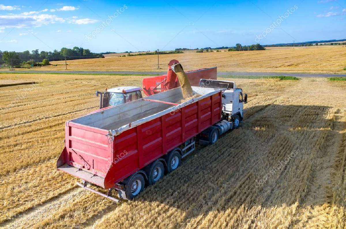 Nekondicinių grudų supirkimas! Atsiskaitom iš kart