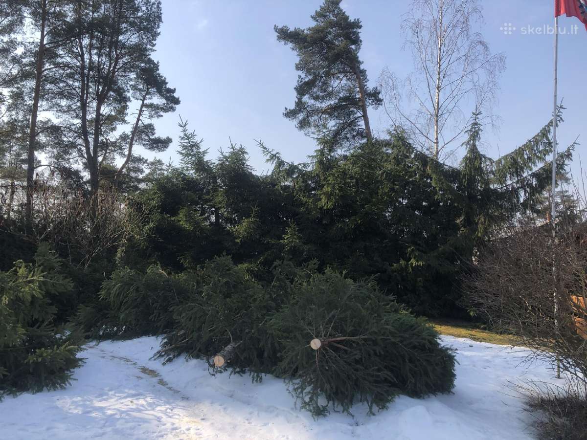 Avariniu medžių pjovimas - nuotraukos Nr. 9