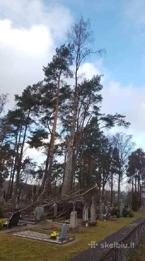 Avarinių medžių , krūmų pjovimas. Arboristas. - nuotraukos Nr. 16